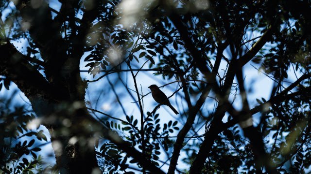 Photography among the branches, focusing on a little bird.